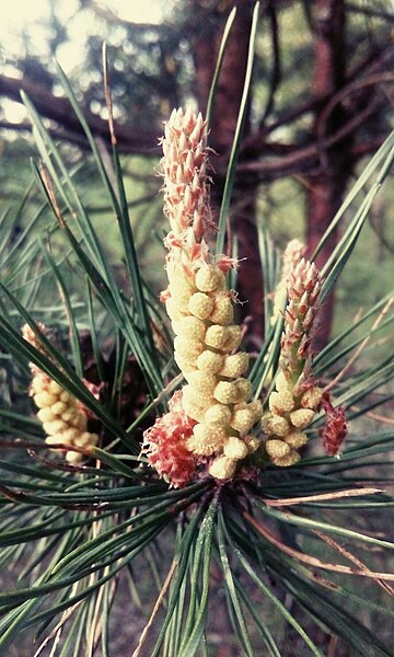 File:Pinus nigra, cultivated in Russia, pollen cones.jpg