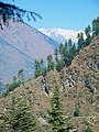 With Pinus wallichiana, Kullu valley, Himachal Pradesh, NW India