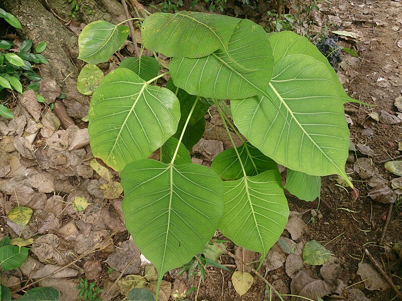 File:Pippal tree 1.jpg