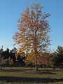 * Nomination Platanus tree in Vitoria-Gasteiz --Basotxerri 16:58, 15 November 2015 (UTC) * Promotion Good quality. --Medium69 12:49, 19 November 2015 (UTC)