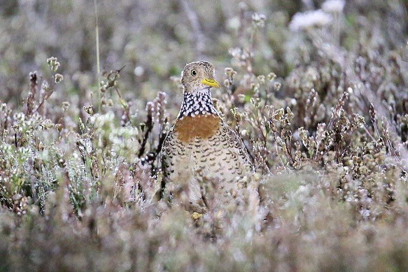 File:Plains-wanderer (Pedionomus torquatus) 7 (30547426803).jpg