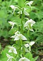 Platanthera densa