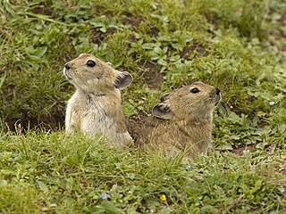 Plateau pika Species of mammal