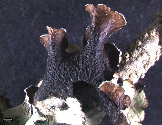 <i>Platismatia wheeleri</i> Species of lichen