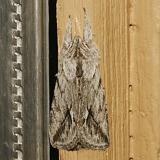 <i>Pleromelloida cinerea</i> Species of moth