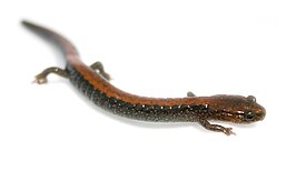 Roodrugsalamander