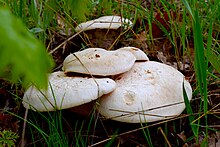 Ferula mushroom in Bingol, Turkey . This is an edible type of mushroom. Pleurotus eryngii - Dogal Ortaminda Casir Mantari.jpg