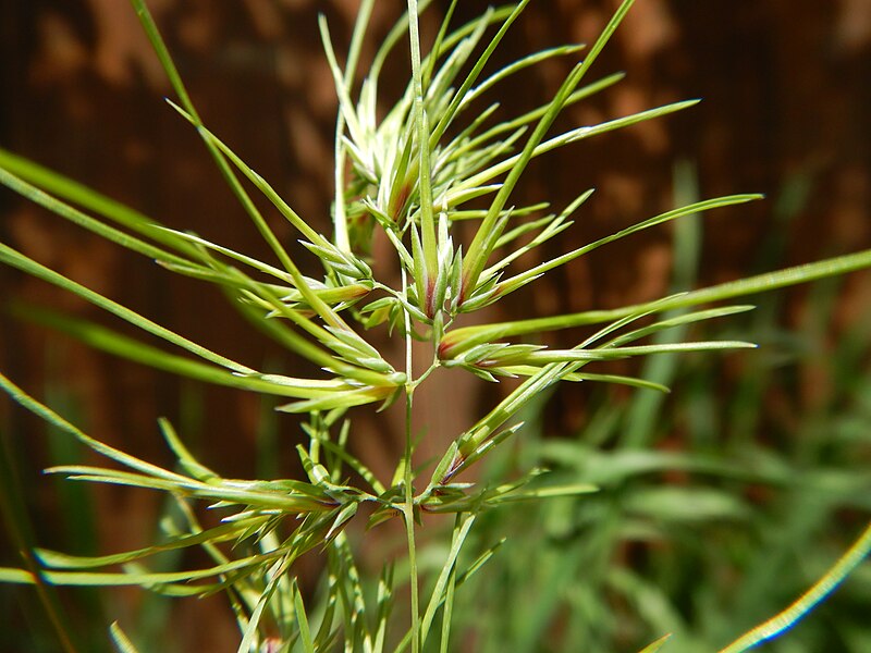 File:Poa bulbosa - bulbous bluegrass - Flickr - Matt Lavin (5).jpg