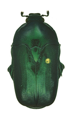 Poecilopharis samuelsoni Holotype female
