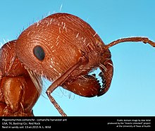 Pogonomyrmex comanche (23123847344).jpg