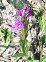 Polygala vulgaris.jpeg