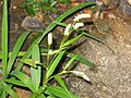 Persicaria pensylvanica