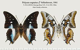 Polyura cognatus