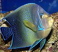 Semicircle angelfish, Pomacanthus semicirculatus