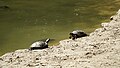 Pond slider turtles in Zagreb.jpg