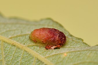 Pontania bridgmanii on Salix cinerea