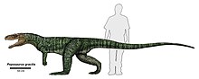 Restoration by Jeff Martz Poposaurus gracilis (1).jpg