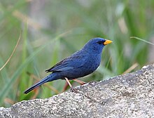 Porphyrospiza caerulescens - Blue Finch (masculino) .JPG