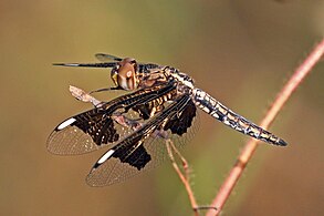 Female, Gambia