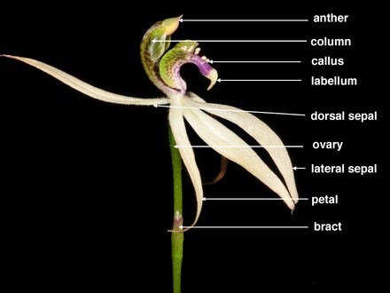 Structure of flower of an orchid in genus Praecoxanthus, with the callus labelled