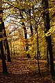 Čeština: Podzimní pohled na západní část Ďáblického háje, Praha-Ďáblice English: Fall view of Ďáblický háj forest in Prague-Ďáblice, Prague, CZ