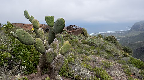 Prickly pears alongside a hiking path, Los Silos, Tenerife