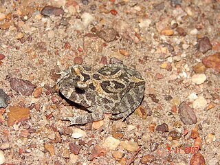 <i>Proceratophrys cururu</i> Species of frog