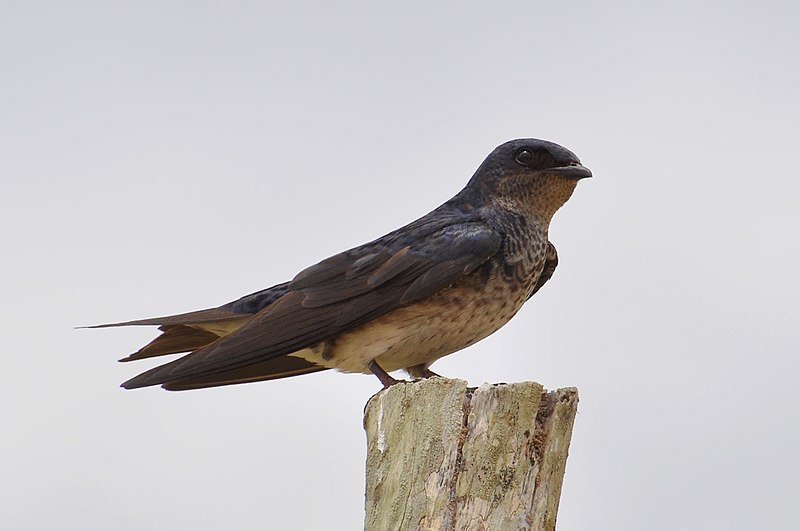 File:Progne chalybea -Sao Jose do Norte, Rio Grande do Sul, Brasil-8.jpg