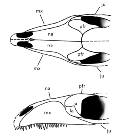 Prolacertoides