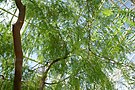 Prosopsis glandulosa 1zz.jpg