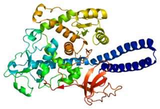 FUT8 protein-coding gene in the species Homo sapiens