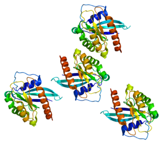 <span class="mw-page-title-main">RAB7A</span> Protein-coding gene in the species Homo sapiens