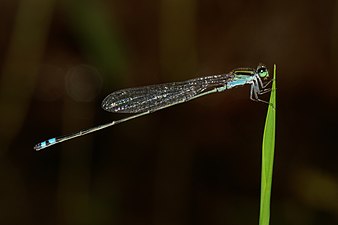 Yellow-Striped Blue Dart Pseudagrion indicum male