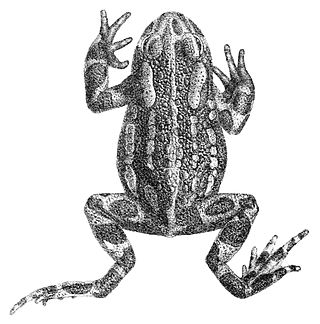 <i>Pseudepidalea latastii</i> Species of amphibian