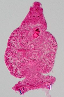 Carmine staining of a parasitic flatworm. Pseudorhabdosynochus morrhua.jpg