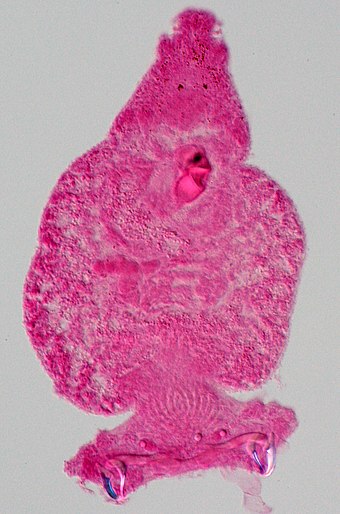 Cochineal use in histology: Carmine staining of a monogenean (parasitic worm)
