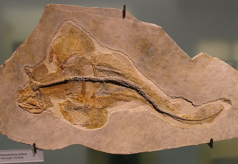 File:Pseudorhina alifera fossil.jpg