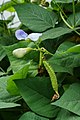 * Nomination Flowers and fruits of winged bean (Psophocarpus tetragonolobus). Prenn 07:04, 24 December 2013 (UTC) * Promotion Good quality. --Poco a poco 13:15, 24 December 2013 (UTC)