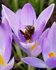 Zestaw zdjęć: pszczoła i krokusy 1 Autor: EcoFriend33