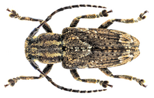 Photograph of the bettle on a white background