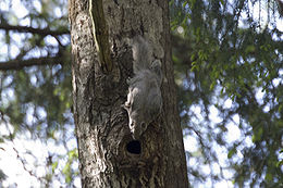 Pteromys Volans: Carauterístiques, Historia natural, Subespecies