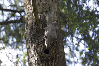 Siberian flying squirrel species of mammal