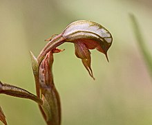 Pterostylis rufa.jpg