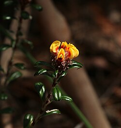 Pultenaea pycnocephala.jpg