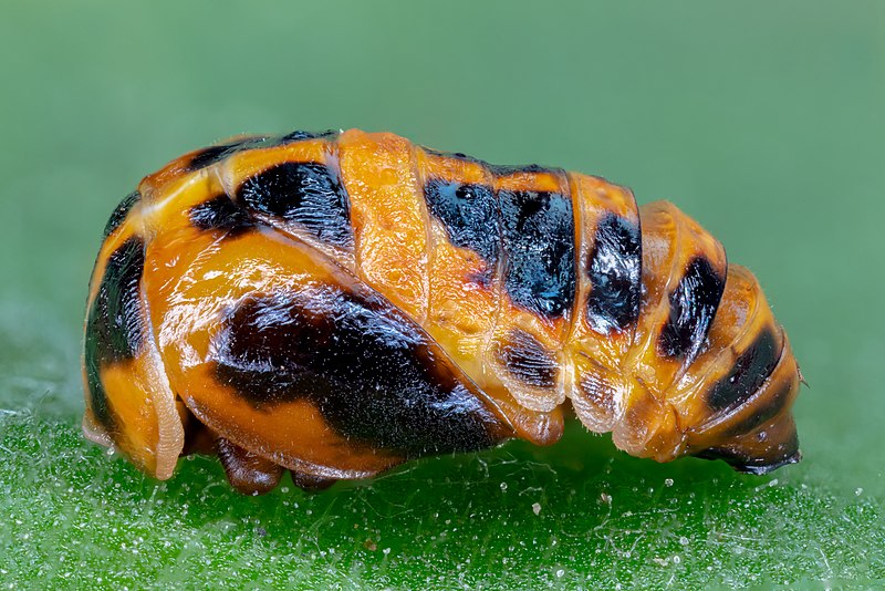 File:Pupa de coccinélido, Hartelholz, Múnich, Alemania, 2020-06-27, DD 285-298 FS.jpg