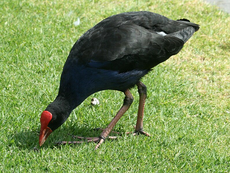 File:Purple Swamphen RWD1.jpg