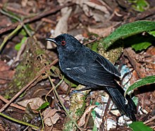 Pyriglena leucoptera -Parque Estadual da Serra da Cantareira, Sao Paulo, Brasilien -male-8.jpg