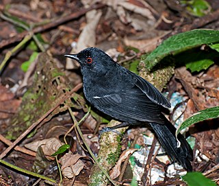 <span class="mw-page-title-main">White-shouldered fire-eye</span> Species of bird