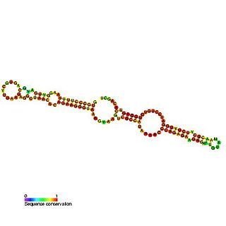 <span class="mw-page-title-main">Small nucleolar RNA SNORA26</span> Member of the H/ACA class of small nucleolar RNA