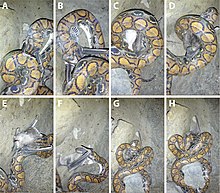 A rainbow boa (Epicrates cenchria) feeding on a common vampire bat (Desmodus rotundus) Rainbow Boa (Epicrates cenchria) feeding on Common Vampire Bat (Desmodus rotundus).jpg